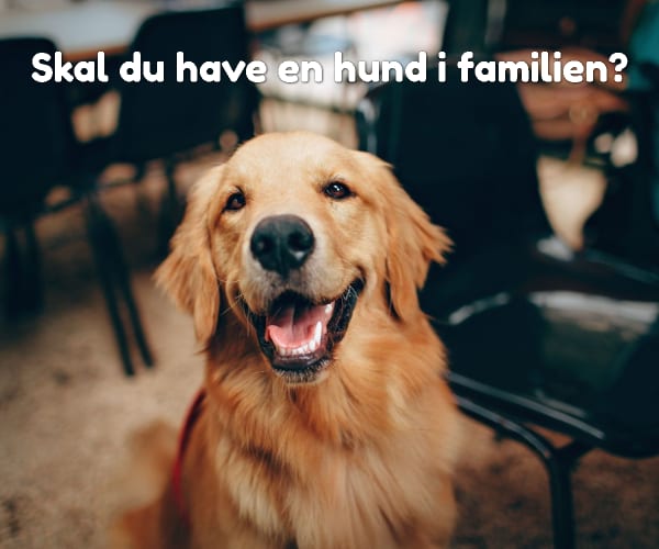 Skal du have en hund i familien?